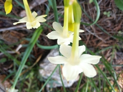 Narcissus dubius