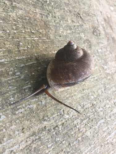 Cyclophorus malayanus