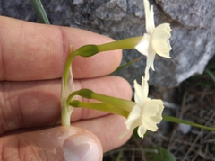 Narcissus dubius
