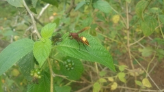 Polistes sagittarius