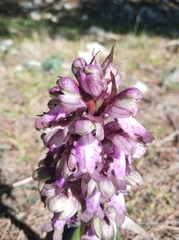 Himantoglossum robertianum
