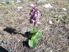 Himantoglossum robertianum