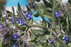Anchusa azurea