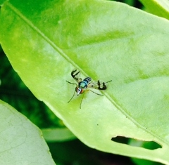 Austrosciapus connexus