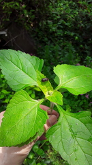 Astylus cyanerythrus