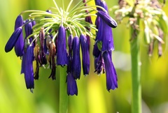 Agapanthus inapertus pendulus