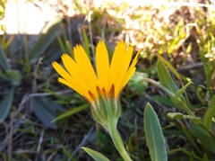 Calendula arvensis