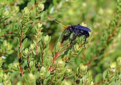 Batozonellus fuliginosus