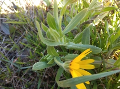 Calendula arvensis