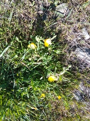 Calendula arvensis
