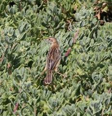 Cisticola juncidis terrestris