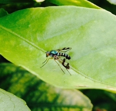 Austrosciapus connexus