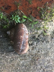 Cyclophorus malayanus