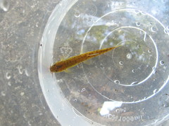 Oreonectes platycephalus