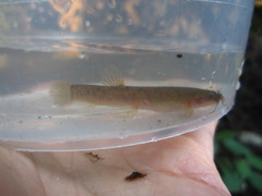 Oreonectes platycephalus