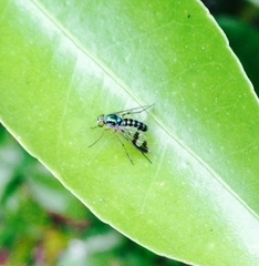 Austrosciapus connexus