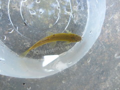 Oreonectes platycephalus