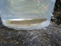 Oreonectes platycephalus