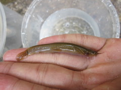 Oreonectes platycephalus