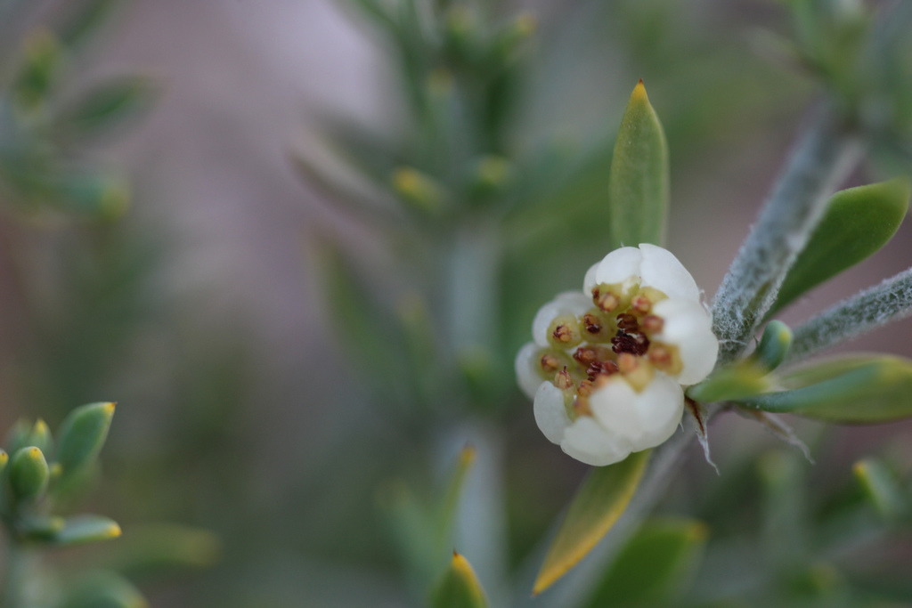 Waxberry Plant from Marloth Nature Reserve, WC, ZA on February 16, 2021