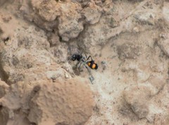 Traumatomutilla inermis