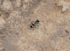 Traumatomutilla inermis