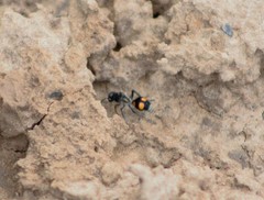 Traumatomutilla inermis