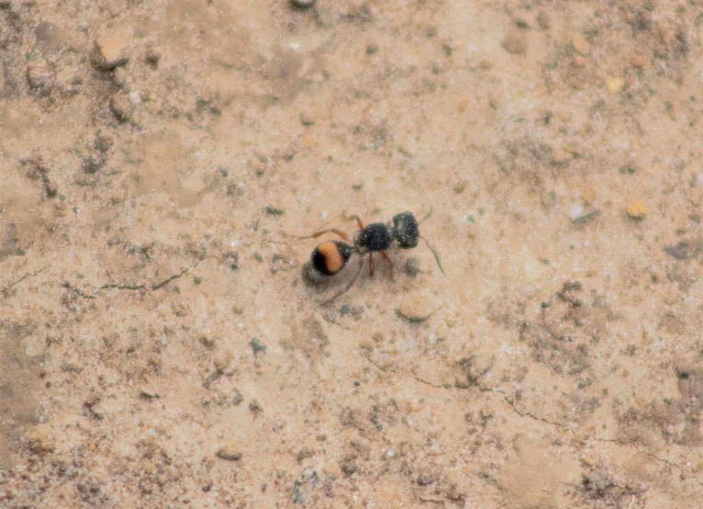 Darditilla felina