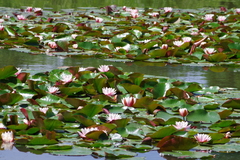 Nymphaea