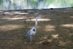 Ardea cinerea