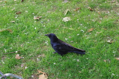 Corvus corone
