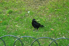 Corvus corone