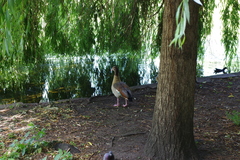 Alopochen aegyptiaca