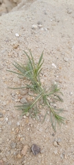 Oligomeris linifolia