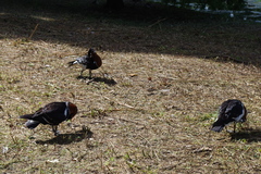 Branta ruficollis