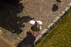 Alopochen aegyptiaca