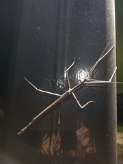 Acrophylla wuelfingi