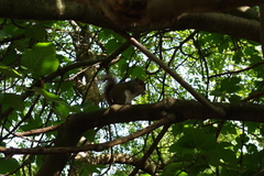 Sciurus carolinensis