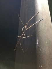 Acrophylla wuelfingi