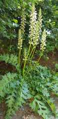 Acanthus