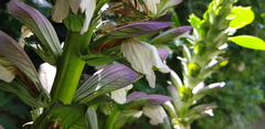 Acanthus