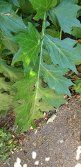 Acanthus