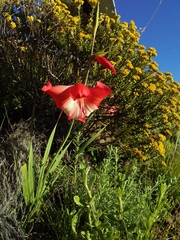 Gladiolus saundersii