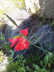Gladiolus saundersii