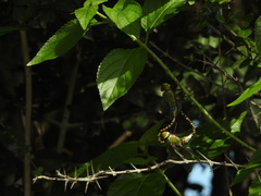 Anax indicus