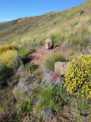 Gladiolus saundersii