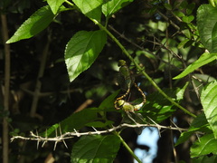 Anax indicus