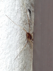 Dicranopalpus pulchellus