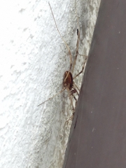 Dicranopalpus pulchellus
