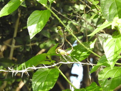 Anax indicus